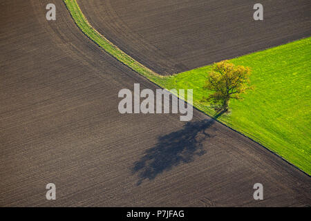 Albero isolato con ombra su un prato circondato da campi di raccolto, Ruethen, Sauerland, Renania settentrionale-Vestfalia, Germania, Europa Foto Stock