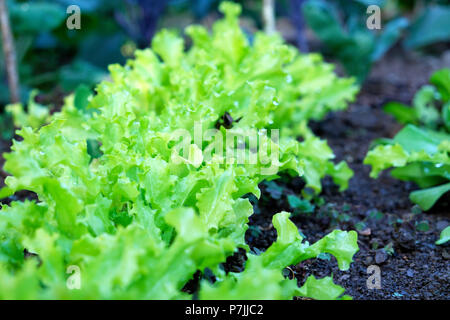 Vista ravvicinata di una fila di lattughe che crescono in un giardino in estate in Wales UK KATHY DEWITT Foto Stock