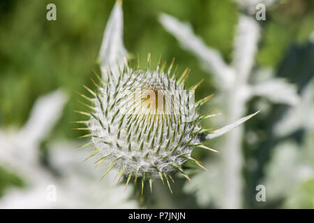 Una chiusura di un cotone fiore di cardo testa (Onopordum acanthium) Foto Stock