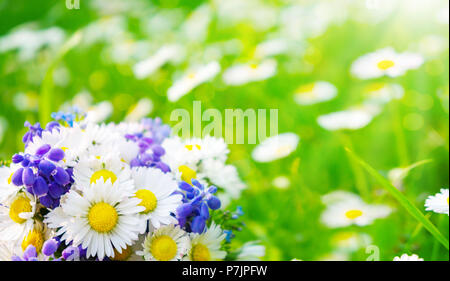 Margherite, dimenticare-me-poveri e uva giacinti sul prato di fiori Foto Stock