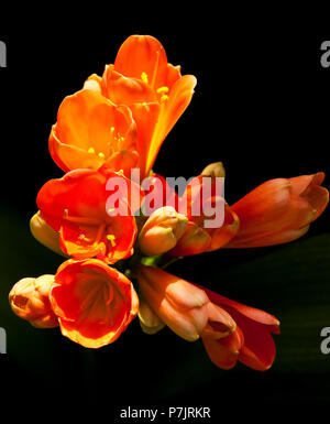 Colore arancio fioriture dei fiori Foto Stock