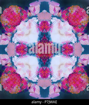 Fiore fotografico mandala, rosa, rosa-oscurata, benzina, Foto Stock