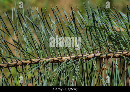 Il ramo di Pinus heldreichii con fascicoli (bundle) di due foglie di ago Foto Stock