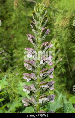 Impianto balkanicus acanto in fiore Foto Stock