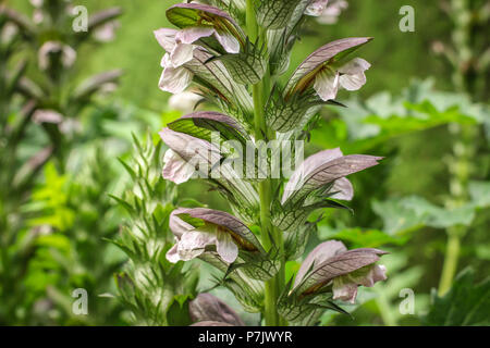 Impianto balkanicus acanto in fiore Foto Stock