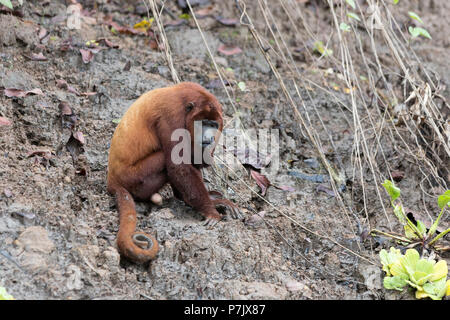 Rosso per adulti scimmia urlatrice, Alouatta Alouatta, San Miguel Cano, Loreto, Perù Foto Stock