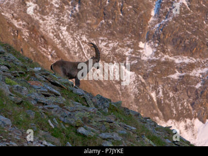 Alpine Ibex, Capra ibex Foto Stock