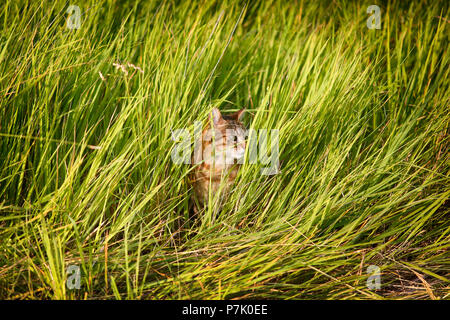 Domestico gatto striato nascondendo in erba lunga. Foto Stock