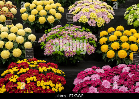 Crisantemo fiori in mostra all'interno del tendone floreali ad RHS Hampton Court flower show 2018. Londra Foto Stock