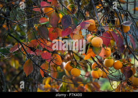 Persimmon Albero in autunno, Abruzzo Foto Stock