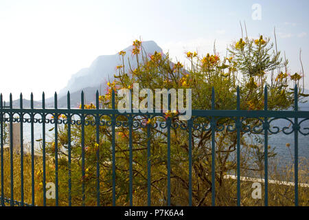 Giallo uccello del paradiso, Caesalpinia gilliesii, vicino al mare, Masouri, Kalymnos, Grecia Foto Stock