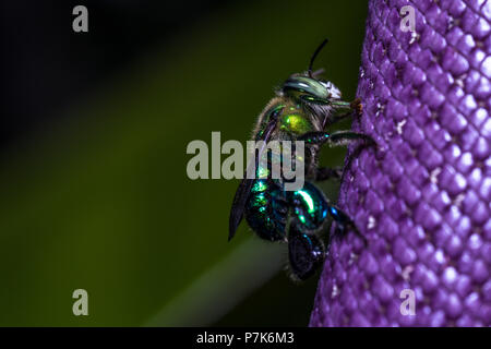 Euglossini bee anche chiamato orchid api su un fiore viola Foto Stock
