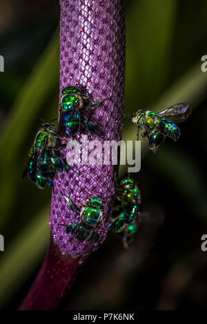 Euglossini bee anche chiamato orchid api su un fiore viola Foto Stock