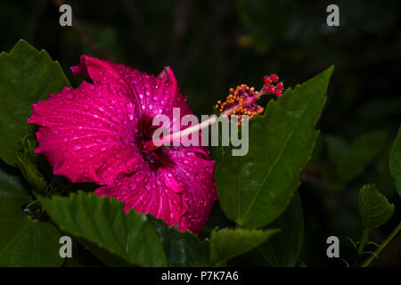 Rosso di fiori di ibisco con gocce di pioggia in giardino Foto Stock