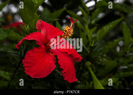 Red Hibiscus fiore in giardino Foto Stock