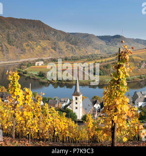 Anello della Mosella in autunno, Bremm, Moselle, Renania-Palatinato, Germania Foto Stock