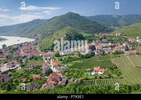 Vigneti in estate, Spitz, Danubio, Wachau, Austria Inferiore, Austria Foto Stock