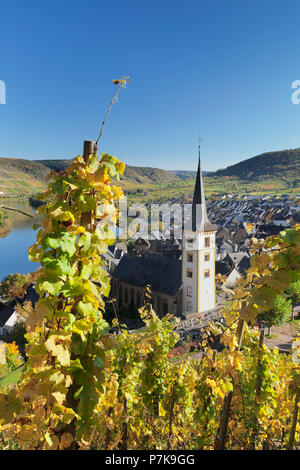 Anello della Mosella e vigneti in autunno, Bremm, Moselle, Renania-Palatinato, Germania Foto Stock