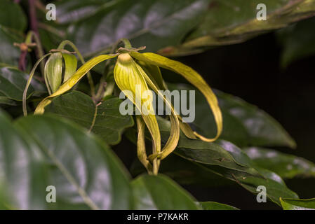 Fiore giallo di ylang-ylang tree Cananga odorata Foto Stock