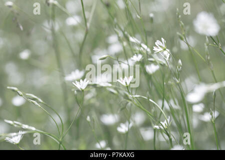 Starwort comune, Stellaria graminea, close-up, dissaturato colore, Foto Stock
