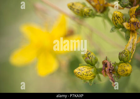 Le gemme del vero iperico, Hypericum perforatum, close-up, aperto blossom in background, Foto Stock