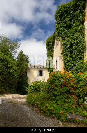 Vicolo in Sintra, Lisbona, Portogallo, Europa Foto Stock