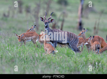 Lesser kudu, Ammelaphus imberbis, nella fioritura di erba, circondato dalla femmina impala, Lion's Bluff, Tsavo National Park, Kenya Foto Stock