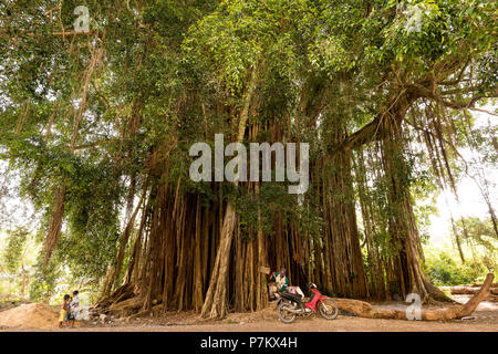 Bambini che giocano in un banyan tree Foto Stock