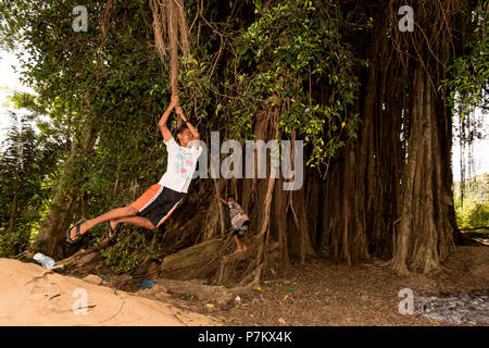 Bambini che giocano in un banyan tree Foto Stock