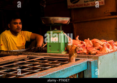 Un pollo guardando fuori della gabbia per il già macellati i polli, in background si siede il macellaio, Foto Stock