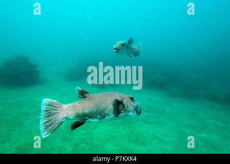 Una foto di un grande pufferfish presi durante lo snorkeling a Pulau Weh nell'Oceano Indiano, Foto Stock