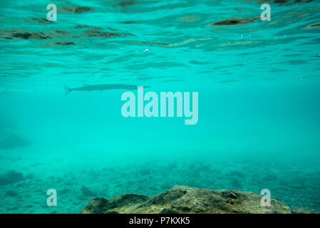 Crocodile needlefish, Tylosurus crocodilus durante lo snorkeling a Pulau Weh Island Foto Stock