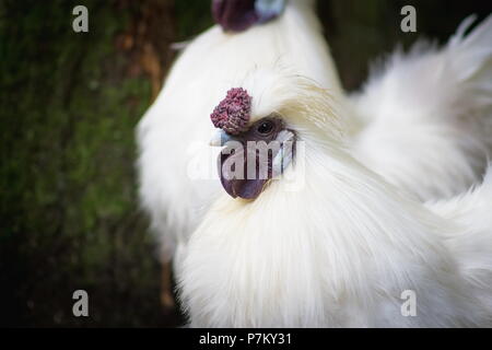 Il Silkie (talvolta scritto setosa) è una razza di pollo che prende il nome dal suo atipicamente piumaggio soffice, che è detto di sentirsi come la seta e satinato. Foto Stock