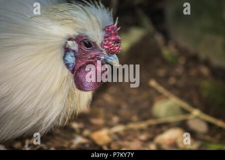 Il Silkie (talvolta scritto setosa) è una razza di pollo che prende il nome dal suo atipicamente piumaggio soffice, che è detto di sentirsi come la seta e satinato. Foto Stock