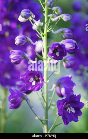 Viola vibrante a razzo (Larkspur Delphinium ajacis) fiorire nella luce del mattino. Foto Stock