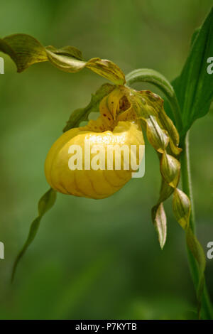 Un inizio di North American molla di fiori selvaggi, il giallo lady pantofola (Cypripedium parviflorum) in piena fioritura. Foto Stock