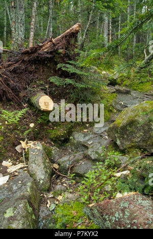 Un taglio fresco blowdown che è stata rimossa con l'uso di un'ascia lungo il sentiero Greenleaf nelle White Mountains del New Hampshire. Foto Stock