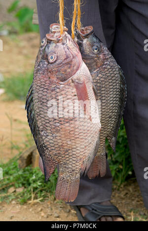Fresh Tilapia, uomo di vendita del pesce (Ngege),venditore di pesce, venditore ambulante Uganda, Africa orientale Foto Stock