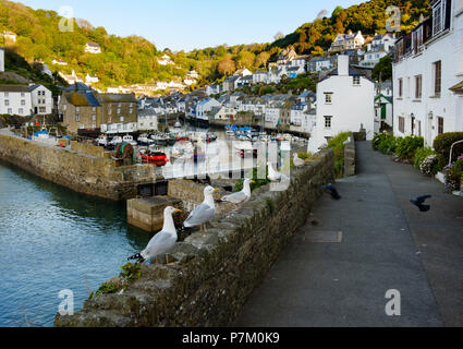 Gabbiani sulla parete e porto di pesca, Polperro, Cornwall, Regno Unito Foto Stock