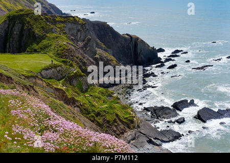 Cliff, Hartland Quay, Hartland, Devon, Inghilterra, Regno Unito Foto Stock