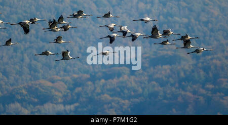 Gru grigio (grus grus) sorvolano Gevelsberg, volo di uccello, di formazione e di uccelli migratori, Gevelsberg, la zona della Ruhr, Nord Reno-Westfalia, Germania Foto Stock