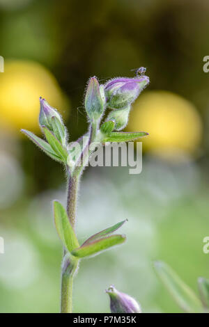 Aquilegia alpina, Aquilegia vulgaris hybrid " nero " Barlow, fiore, Bud, molla Foto Stock