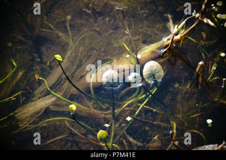 Il piccolo verde lascia flottante di un pigmeo giglio di acqua sulla superficie dell'acqua di uno stagno. Foto Stock