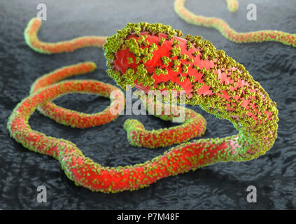 Virus Ebola con glicoproteine sul tessuto grigio sfondo Foto Stock