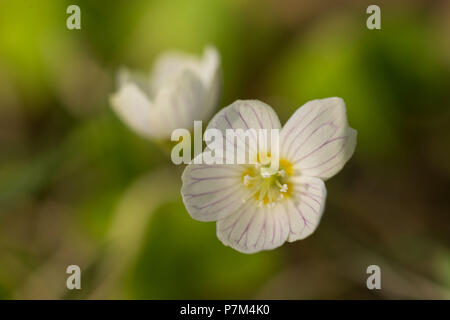 Close-up di legno-sorrel, Oxalis acetosella, scena a molla Foto Stock