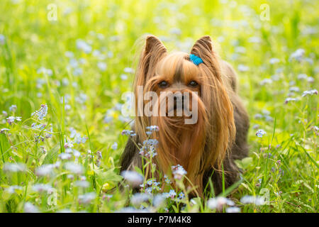 Yorkshire Terrier si erge nel mezzo di dimenticare-me-non fiori, scena a molla Foto Stock