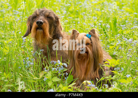 Yorkshire Terrier e filo-pelose Bassotto sit in medio di dimenticare-me-non fiori, scena a molla Foto Stock