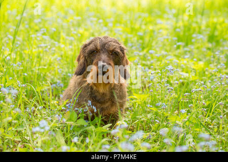 Wire-haired bassotto si trova nel centro di dimenticare-me-poveri fiori, scena a molla Foto Stock