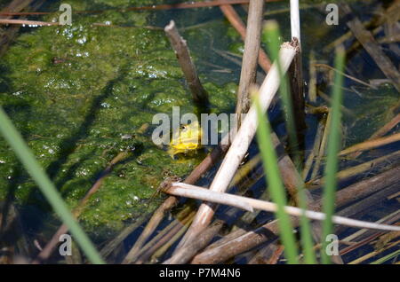 Rana verde, maschio, con gola giallo durante la stagione riproduttiva in Ontario, Canada. Foto Stock