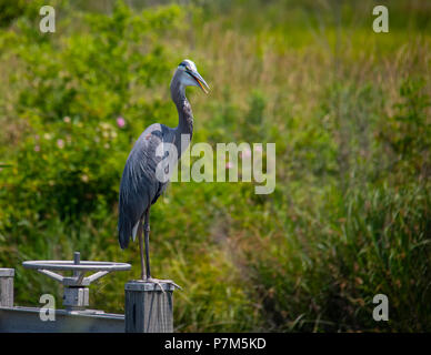 Un airone blu sorge sulla cima di una saracinesca a Blackwater National Wildlife Refuge in Maryland. Foto Stock